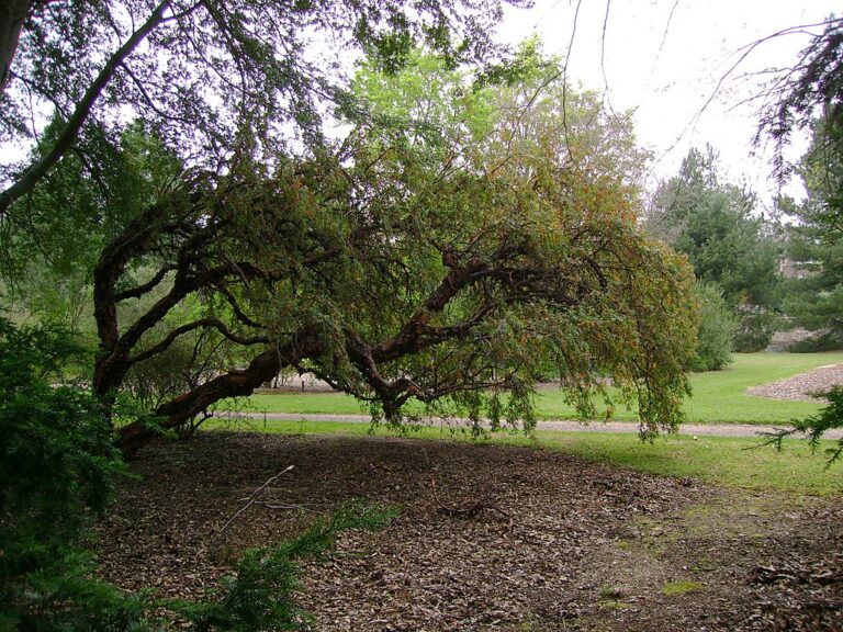 Dundee_Botanic_Garden_2