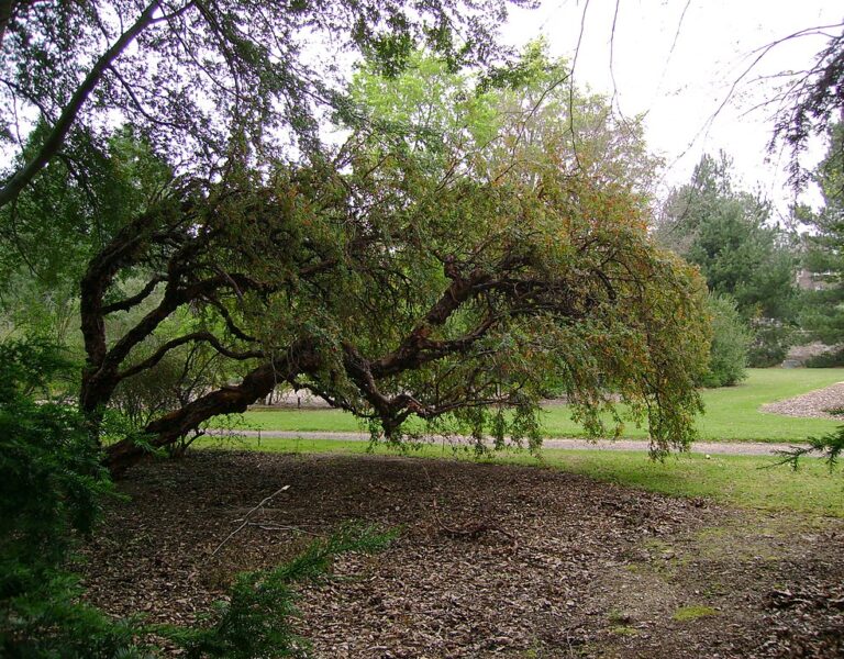 Dundee_Botanic_Garden_2